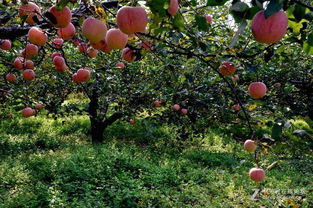 苹果的成熟的季节,苹果的成熟的季节