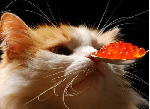 猫咪得了口炎能活多久