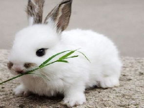 为什么培养的兔子不能吃(家兔为什么不能吃)