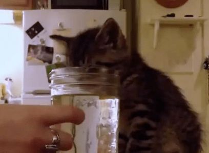 小奶猫趴在水瓶里一动不动主人被吓坏,赶紧去抢救,简直要被萌哭