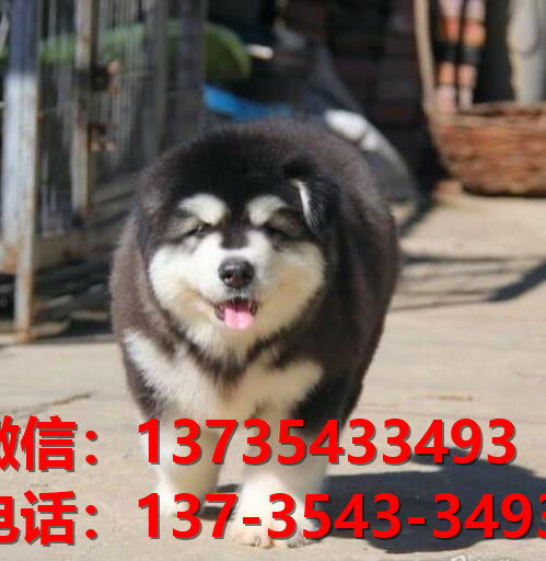 赣州宠物狗狗犬舍出售纯种阿拉斯加幼犬卖狗买狗网上哪里有领养狗市场网站