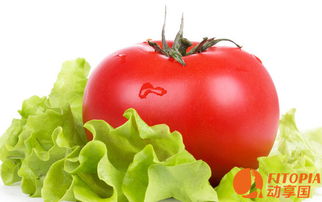 西红柿为什么不宜生吃