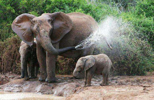 大象的鼻子有多长 为什么会吸水喷水