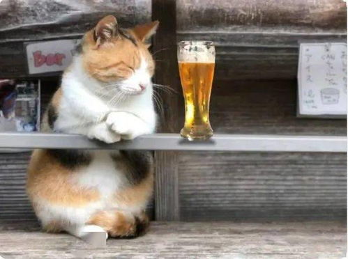 这是一只有故事的猫,你有故事我有酒 