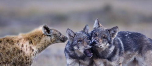 在狼群中,低级狼没有 交配权 那它们如何繁衍后代
