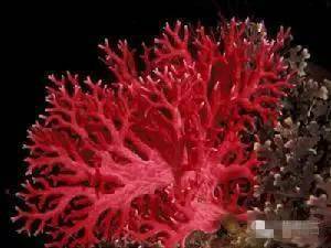 千年灵物 红珊瑚 