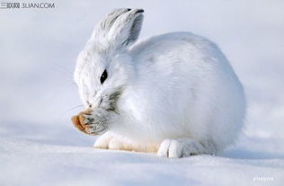 雪兔是什么,它的生存环境是怎样的 
