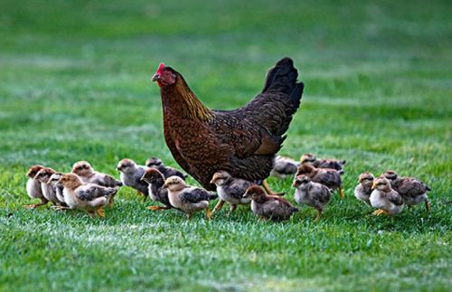 生肖鸡 有4个年份出生的 属鸡人 天生上等命,看看你家有吗