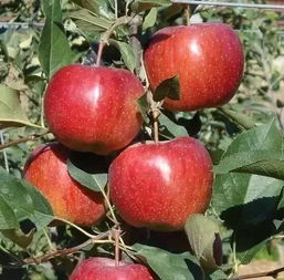 北方可以种植什么水果,北方最适宜种植的稀有优质高产苹果品种有哪些？