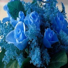 蓝玫瑰染色胶水 