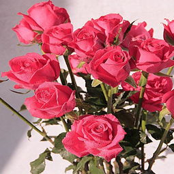 反季节生产的玫瑰鲜切花,价格高收益好,你会吗