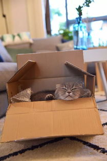 丢纸箱的时候千万注意,别不小心把猫丢了
