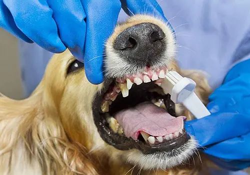 狗狗老了口臭怎么办 易有口腔疾病,分析原因针对处理才管用