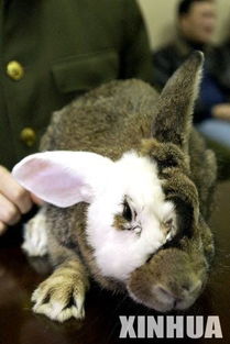 西安为兔子换脸成功 青紫蓝兔成黑白脸 