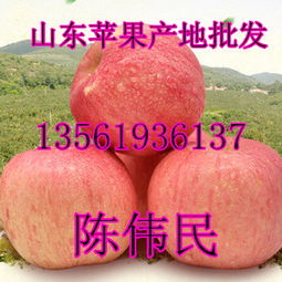 山东膜袋苹果价格红富士苹果种植基地富士膜袋信息