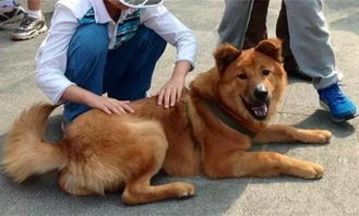 很多人瞧不起土狗,却不知道它的血统才是最优秀的 中华田园犬 