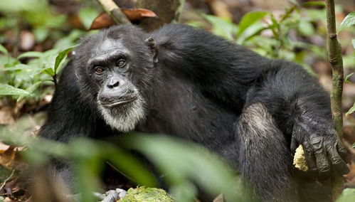 一只黑猩猩被专家当孩子养,差点把它变成人,与人类仅仅相差1.3