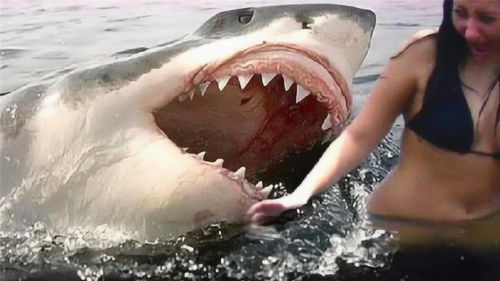 美女喂食鲨鱼时,突然被鲨鱼咬住拉下水,镜头记录全过程 