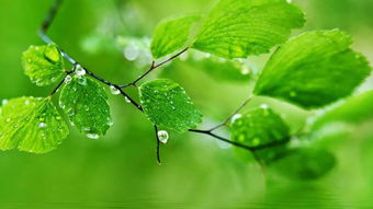 清明难得晴,谷雨难得雨意思