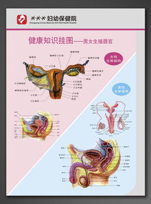 男女生殖健康知识挂图图片设计素材 高清模板下载 26.57MB 广告牌大全 