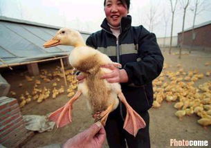 北京一农户家中有只长了三条腿的鸭子 