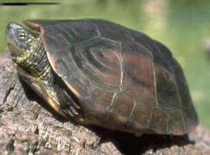 草龟的寿命有多久 