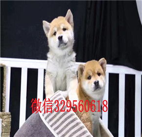 柴犬币怎样交易,柴犬币怎么换人民币