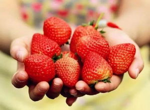 分享 这个周末就去吃冬草莓