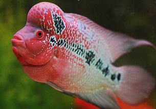 养罗汉鱼鱼缸水很容易变绿？