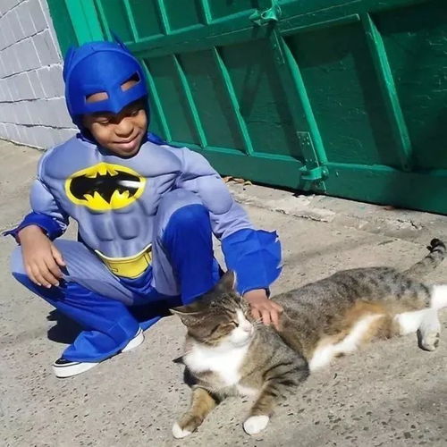 猫趣 有着吸猫体质的男孩,用爱心,成为了流浪猫们的超级英雄