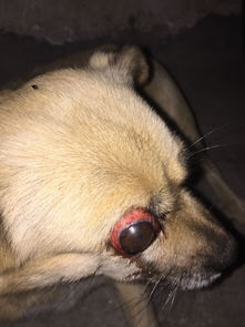 我家的土狗子跟别人家的狗打架,眼睛被弄成这样了,怎么办啊,跟了我家8年多了,一直忠心耿耿 