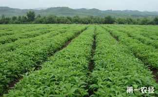黑龙江林口 大力发展中药材特色种植产业 助农民增收致富