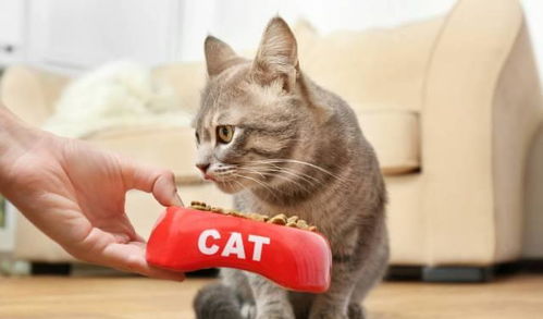 养猫小知识 在以下几种情况,猫咪就需要吃益生菌