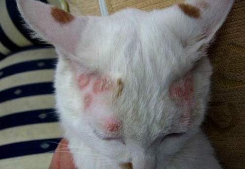 家养的猫咪常见的皮肤病