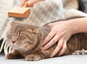 猫吃的软毛膏是化毛膏吗,猫吃营养软毛膏是什么