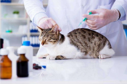 袖虎病猫攻略 你知道吗 猫咪打疫苗的七个禁忌