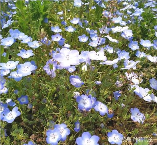 海花、鲁花、白沙啥意思