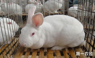 兔子要吃什么 兔子不能吃的食物和兔子的饲喂注意事项