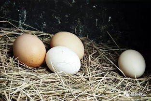 白皮鸡蛋和黄皮鸡蛋哪种更有营养 