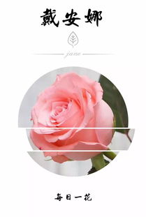 浅粉色玫瑰为什么叫戴安娜 戴安娜玫瑰属于什么档次