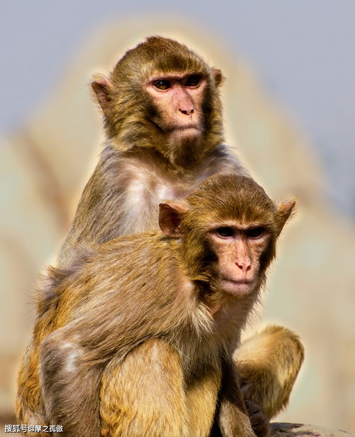 68年的属猴人,出生这几月的,老年都是享福的