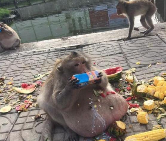还记得那个被游客给 喂成了猪 的猴子吗,因为太肥而强制的减肥