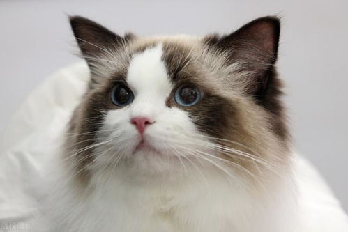 如果布偶猫没那么贵了的话,你会选择养一只布偶猫吗