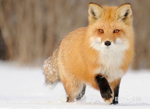 狐狸养殖教程 