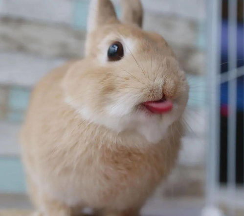 兔子不爱吃兔粮就不喂 千万不能惯着