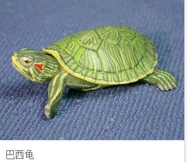 巴西龟可以一直放在水里养吗 