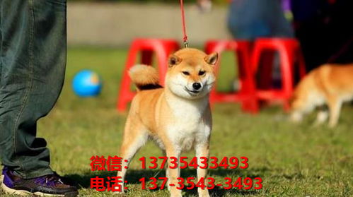 广州宠物狗市场在哪有正宗柴犬出售犬舍卖狗买狗在哪领养狗狗