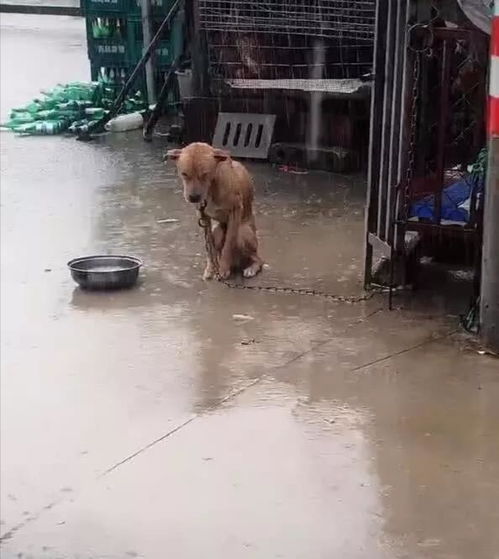 男子去鱼塘老板家避雨,看到一只狗狗蹲在雨幕中,了解后却心疼了