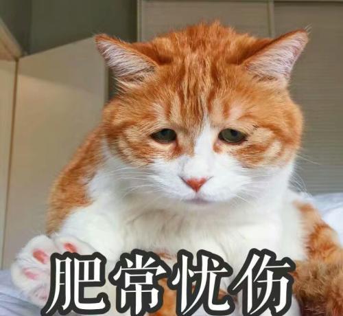 看完这些,你还想养猫吗 