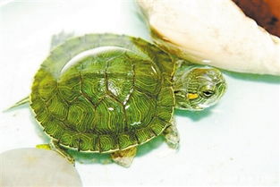 乌龟的饲养方法,乌龟的饲养方法 教你怎样正确的养乌龟